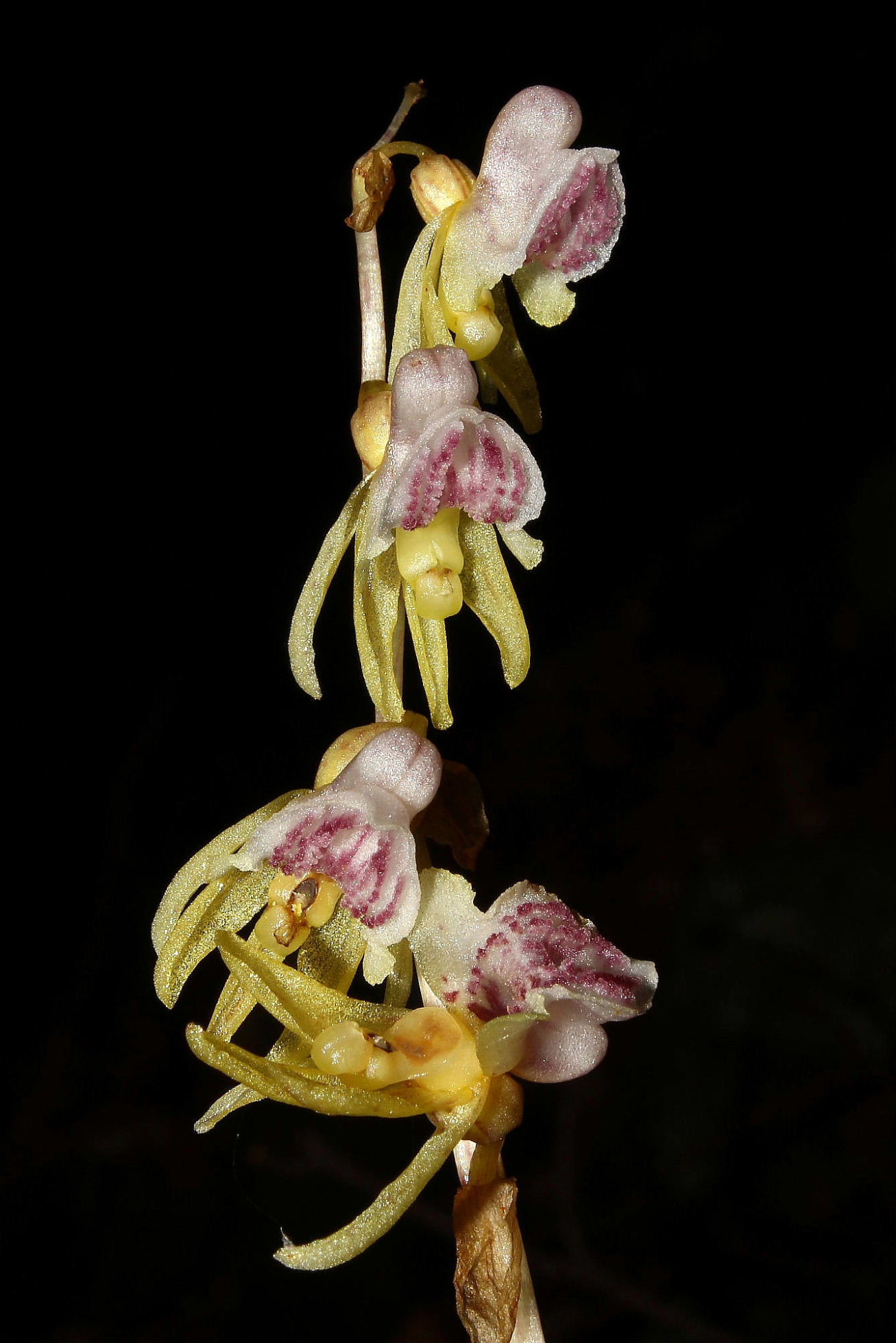Epipogium aphyllum  in Val dAveto